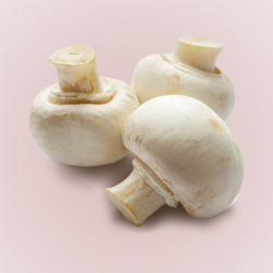 Agaricus Mushroom