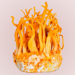 Cordyceps Mushroom