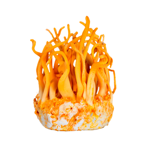 Cordyceps Mushroom