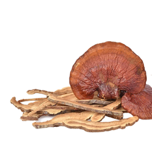 Reishi Mushroom