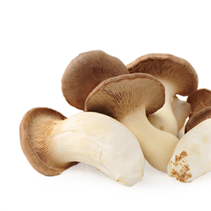 King Trumpet Mushroom