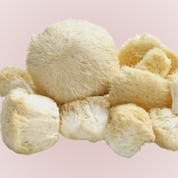 Lion’s Mane Mushroom