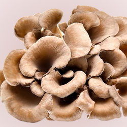 Maitake Mushroom