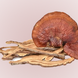 Reishi Mushroom