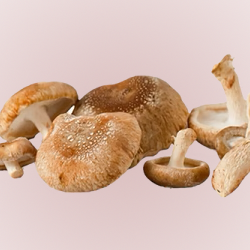 Shiitake Mushroom