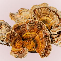 Turkey Tail Mushroom